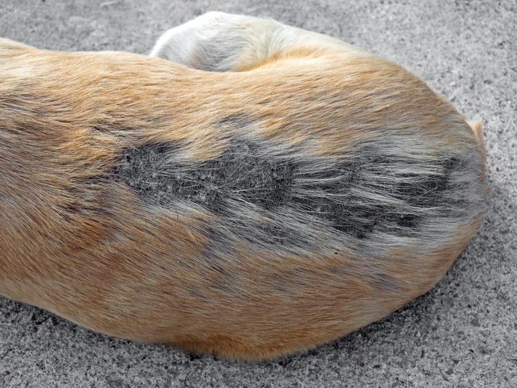 alopecia canina causas sintomas y como se cura 7142 orig