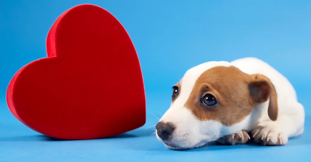 Home 7 Setembro vermelho capa