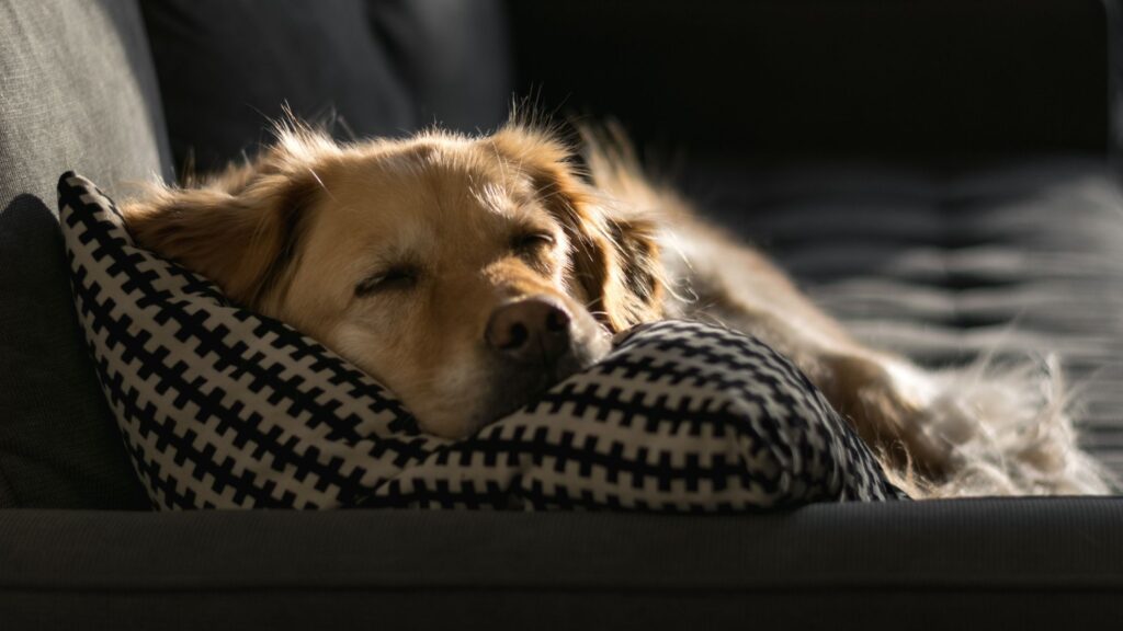 Cuidados com os pets na primavera 2 Cachorro coberta primavera