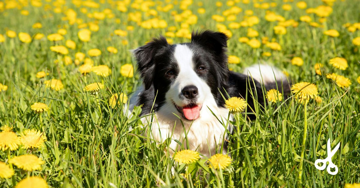 Home 5 Cuidados com os pets na primavera capa