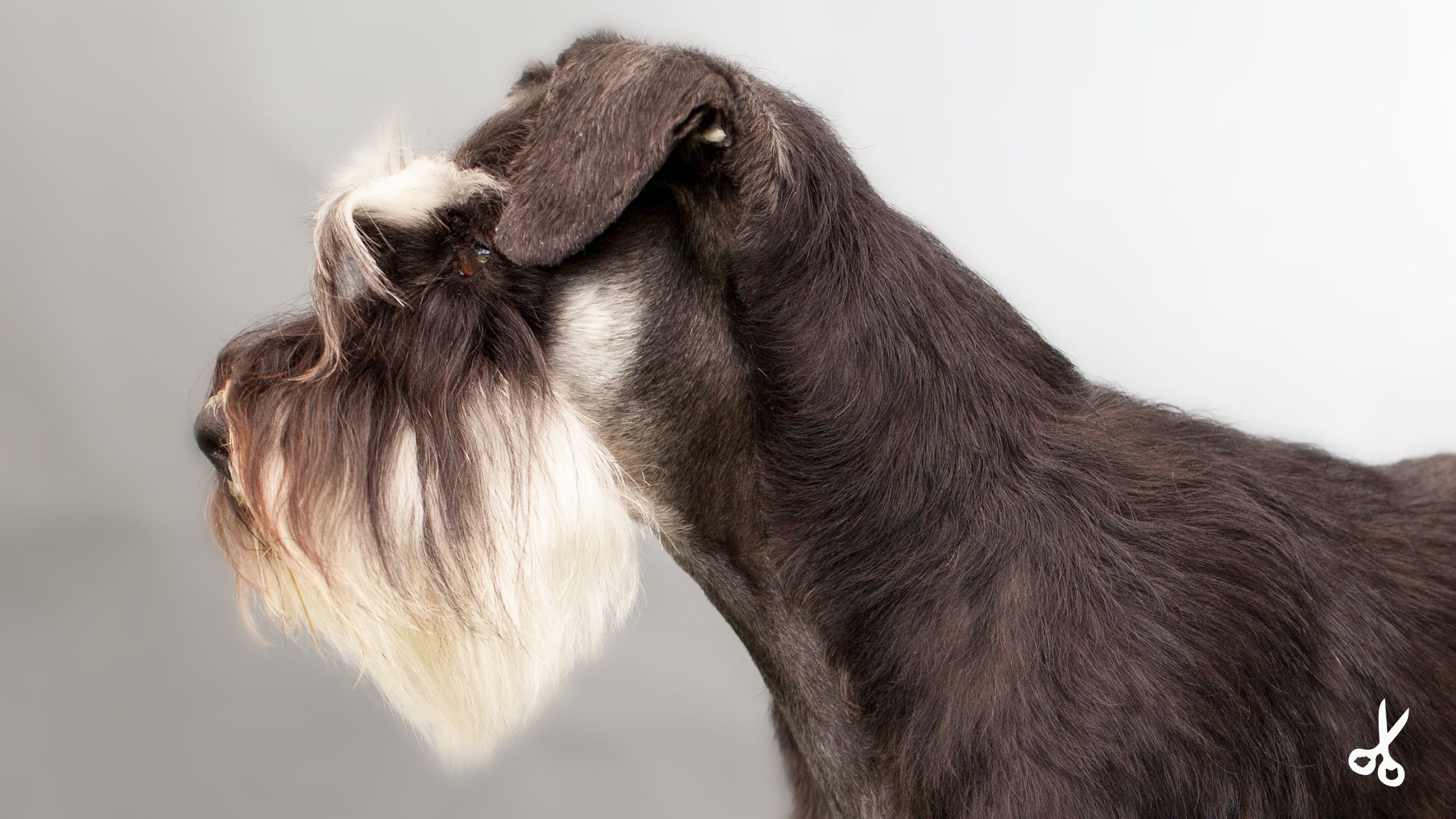 Home 3 Cuidados pelagem schnauzer capa