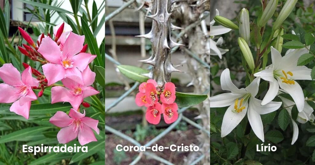 Cuidados com os pets na primavera 1 Flores intoxicacao primavera