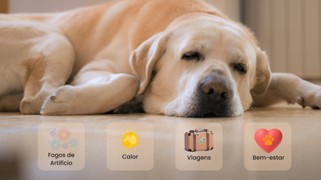 Como preparar o seu pet para a temporada de festas 1 17 12 Imagem Blog