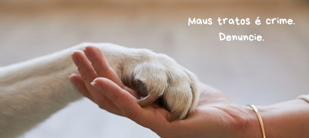 Abril laranja: Mês de prevenção a crueldade animal 1 Banner 2 abril laranja