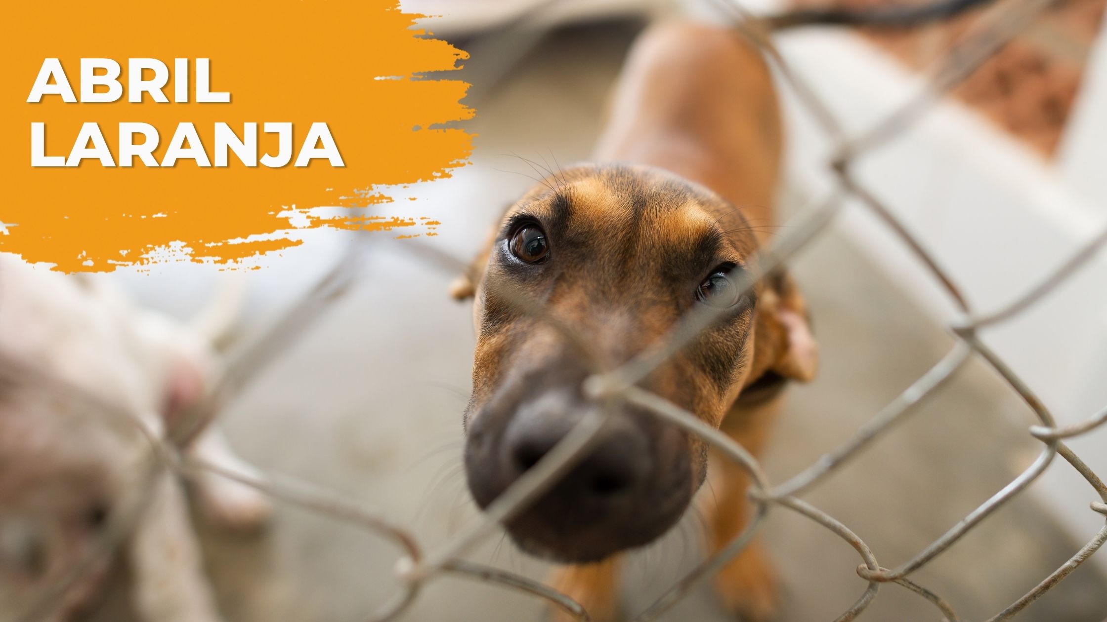 Banner Blog Abril Laranja