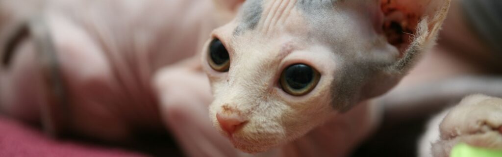 Cuidados com Gatos Sem Pelos 1 Banner gatos sem pelo