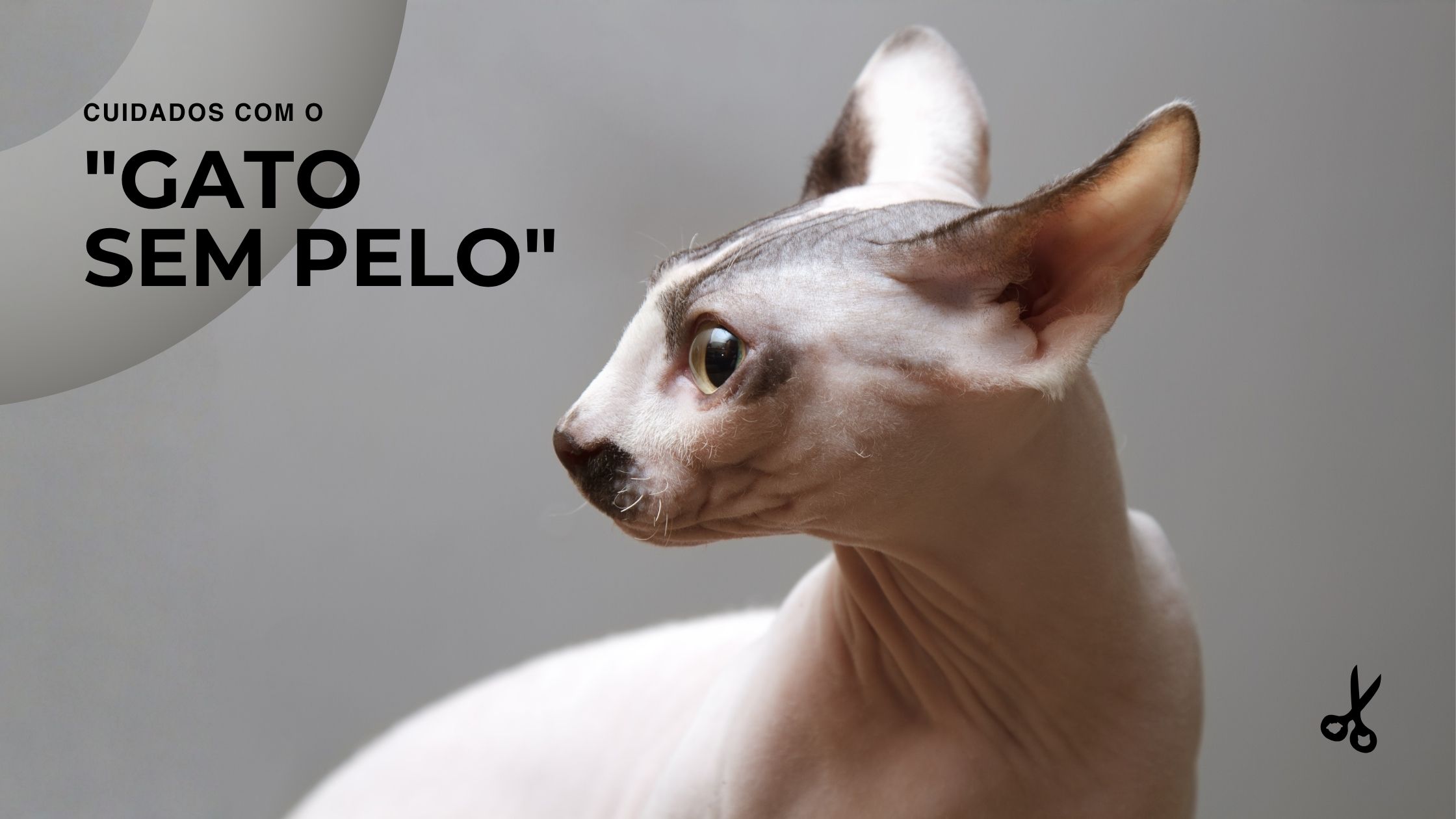Capa materia gatos